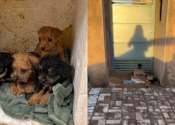Filhotinhos deixados em uma caixa de papelão correm desesperados ao encontro de quem poderia tirá-los dali