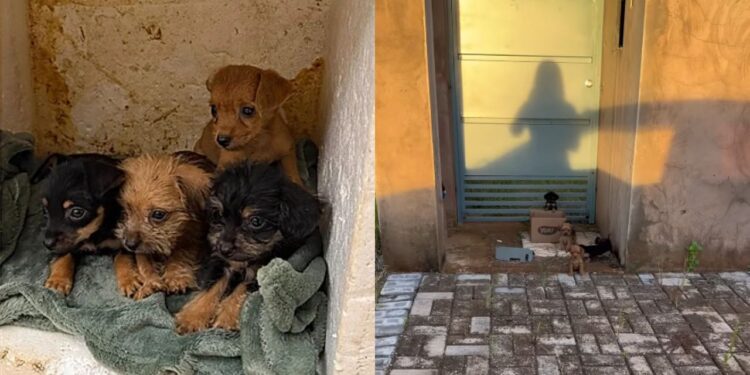 Filhotinhos deixados em uma caixa de papelão correm desesperados ao encontro de quem poderia tirá-los dali