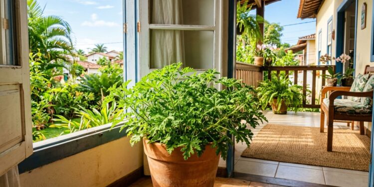A planta que repele mosquitos naturalmente e cresce perfeitamente em vasos pequenos