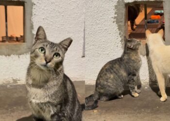 Mulher transforma garagem em abrigo para gatos de rua e gesto em um bairro de Goiânia