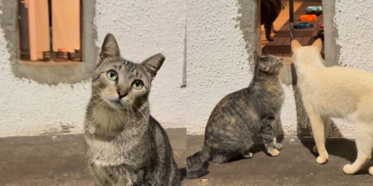 Mulher transforma garagem em abrigo para gatos de rua e gesto em um bairro de Goiânia
