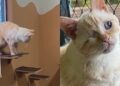 Esse gatinho foi ignorado por todos até que uma adoção improvável virou uma transformação emocionante