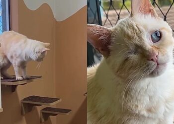 Esse gatinho foi ignorado por todos até que uma adoção improvável virou uma transformação emocionante