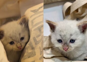 “Ele não reagiu”: gatinho parado na rua emociona ao ganhar uma segunda chance