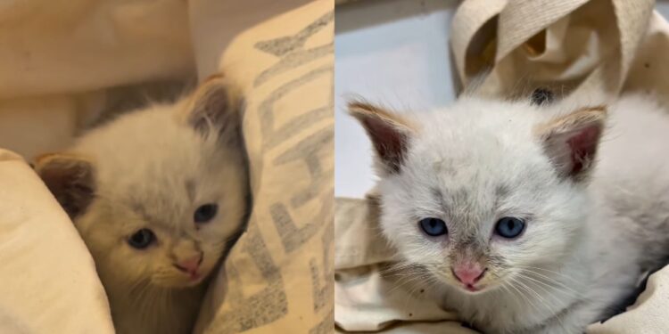 “Ele não reagiu”: gatinho parado na rua emociona ao ganhar uma segunda chance