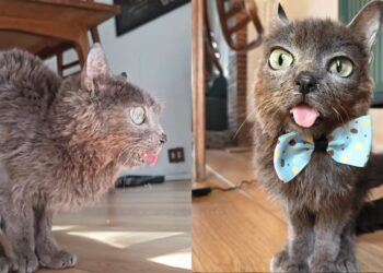 Gatinha que anda como canguru chama atenção e emociona nas redes