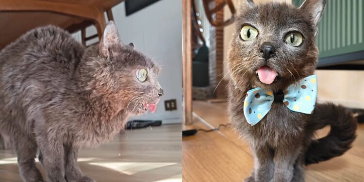 Gatinha que anda como canguru chama atenção e emociona nas redes