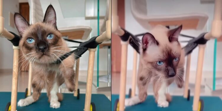 Gatinho tetraplégico depende de tudo e rotina da tutora emociona quem acompanha