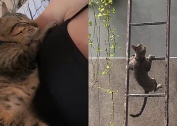 Gato perde a pata e tutora teme o pior, até ver sua recuperação surpreendente