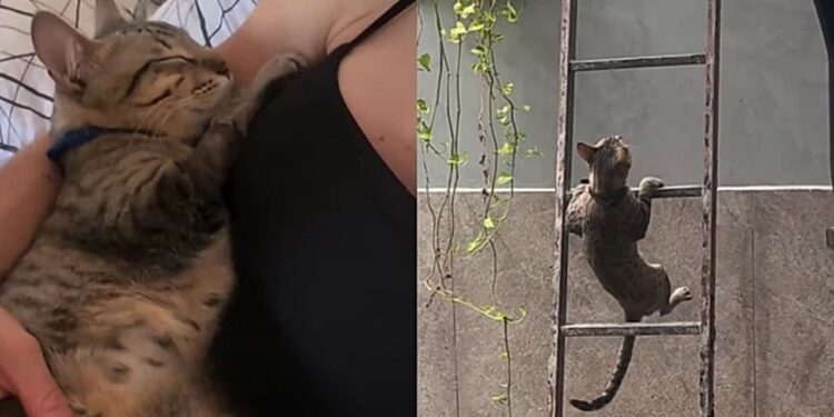 Gato perde a pata e tutora teme o pior, até ver sua recuperação surpreendente