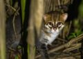 Gato-de-cabeça-chata é reavistado na Tailândia após quase 30 anos de desaparecimento