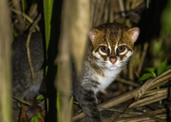 Gato-de-cabeça-chata é reavistado na Tailândia após quase 30 anos de desaparecimento