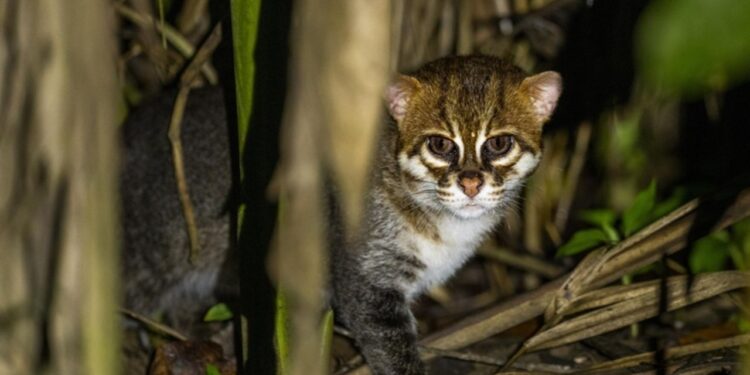 Gato-de-cabeça-chata é reavistado na Tailândia após quase 30 anos de desaparecimento