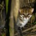 Gato-de-cabeça-chata é reavistado na Tailândia após quase 30 anos de desaparecimento