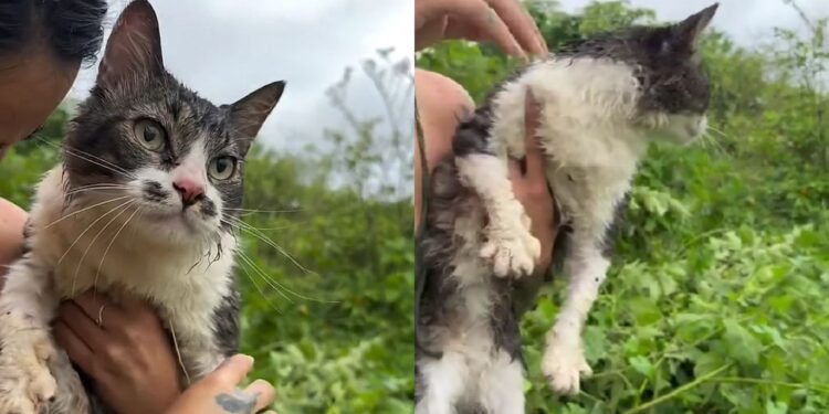 Mulher reencontra gato desaparecido após três dias de angústia e reação do pet emociona