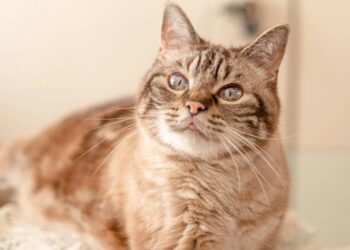 Depois de anos ignorada em abrigo gata idosa ganha lar e surpreende com vínculo inesperado