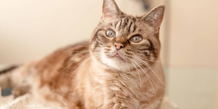 Depois de anos ignorada em abrigo gata idosa ganha lar e surpreende com vínculo inesperado