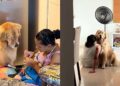 “Nem acredito que flagrei isso”: cena com golden retriever viraliza