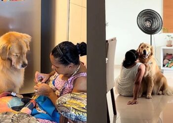 “Nem acredito que flagrei isso”: cena com golden retriever viraliza