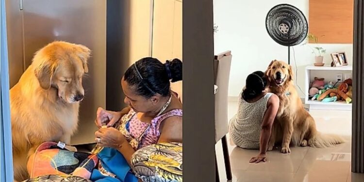 “Nem acredito que flagrei isso”: cena com golden retriever viraliza