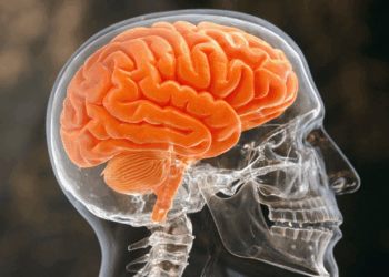 Cientistas descobrem neurônios que podem induzir hibernação em seres humanos