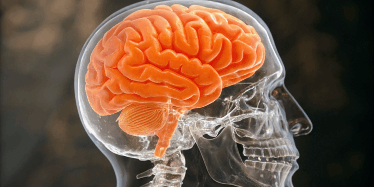 Cientistas descobrem neurônios que podem induzir hibernação em seres humanos