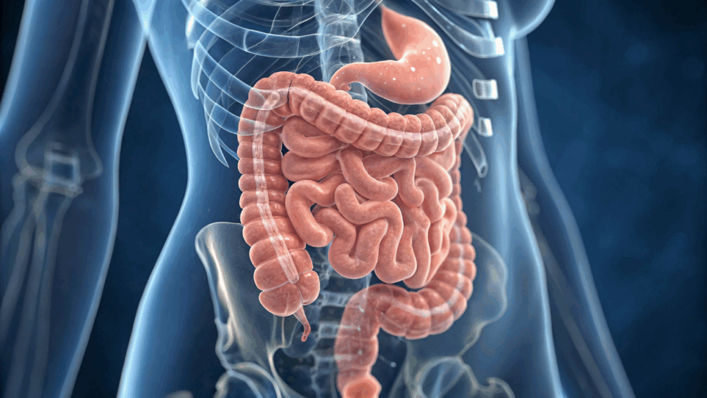 Intestino preguiçoso, hábitos comuns que destroem sua flora intestinal e comprometem sua imunidade
