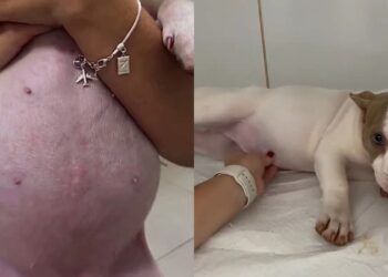 Cachorrinha fica com barriga inchada de repente e causa desespero na tutora