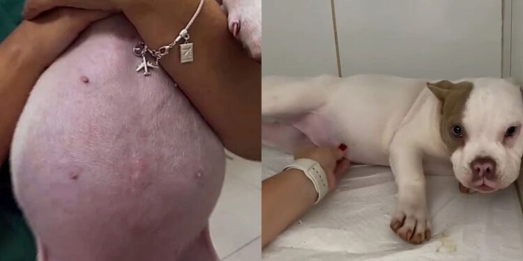 Cachorrinha fica com barriga inchada de repente e causa desespero na tutora