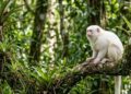 Primeiro registro mundial de um sauá albino é documentado em Minas Gerais