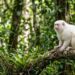 Primeiro registro mundial de um sauá albino é documentado em Minas Gerais