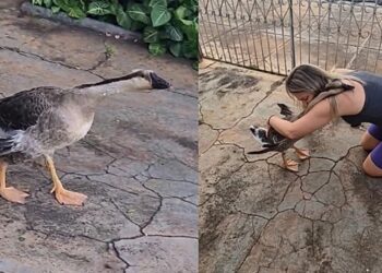 Melhor amigo do homem?” Ganso emociona ao agir como pet