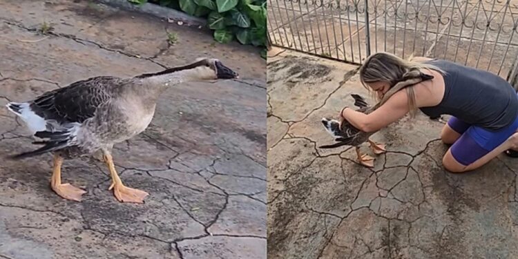 Melhor amigo do homem?” Ganso emociona ao agir como pet