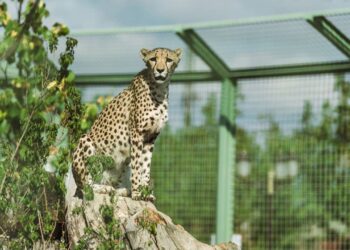 Rara onça-pintada-das-nuvens reaparece em Honduras após dez anos sem registros