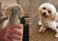 Cachorrinho emociona ao enfrentar nebulização com serenidade ao lado da tutora