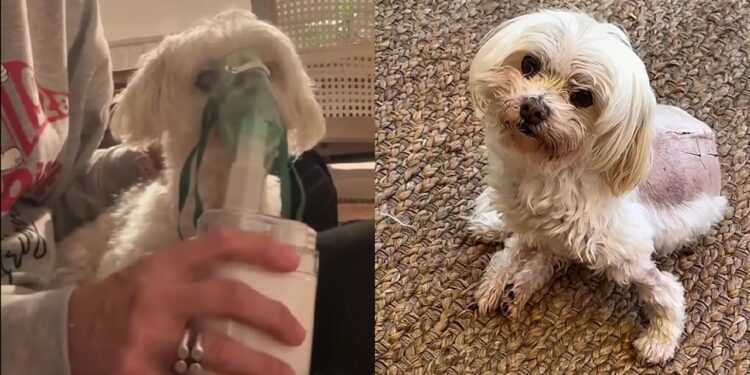 Cachorrinho emociona ao enfrentar nebulização com serenidade ao lado da tutora