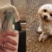 Cachorrinho emociona ao enfrentar nebulização com serenidade ao lado da tutora