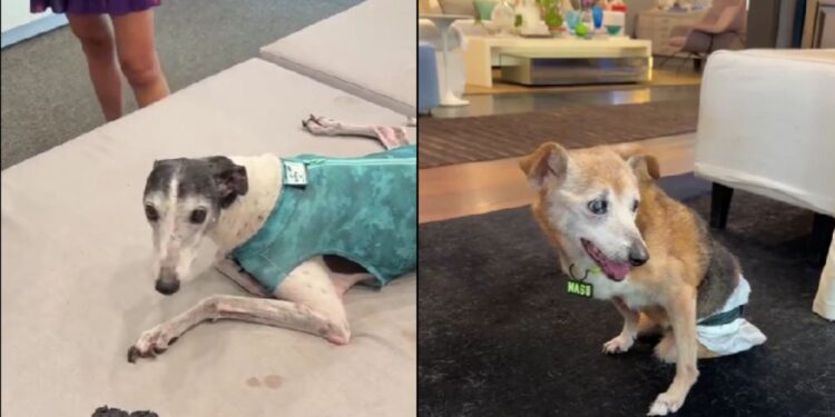 Casal transforma casa em lar de luxo para cães idosos e muda o destino de animais esquecidos