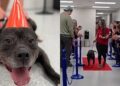 Pitbull amoroso encontra novo lar após sete anos de espera e recebe aplausos em despedida emocionante