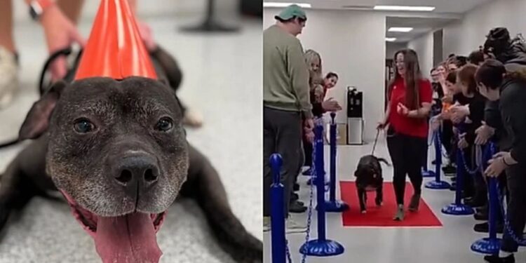 Pitbull amoroso encontra novo lar após sete anos de espera e recebe aplausos em despedida emocionante