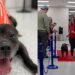 Pitbull amoroso encontra novo lar após sete anos de espera e recebe aplausos em despedida emocionante