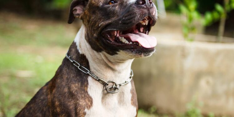 Pitbull deixado sozinho por meses chama atenção com atitude comovente
