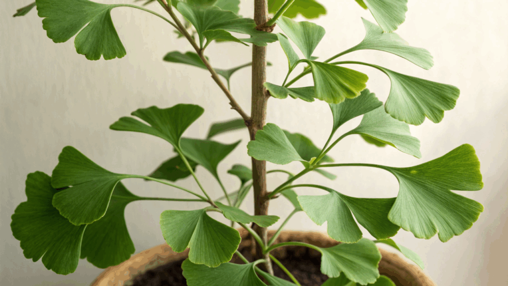 Dor e peso nas pernas no fim do dia podem ter solução em planta milenar usada há séculos