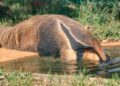 Pantanal recebe primeiro centro mundial de pesquisa focado em tamanduás e tatus