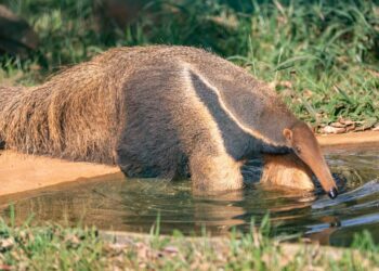 Pantanal recebe primeiro centro mundial de pesquisa focado em tamanduás e tatus