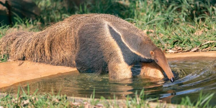 Pantanal recebe primeiro centro mundial de pesquisa focado em tamanduás e tatus