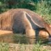 Pantanal recebe primeiro centro mundial de pesquisa focado em tamanduás e tatus
