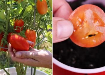 Ele plantou as sementes de tomate de um lanche do McDonald’s e o resultado surpreendeu