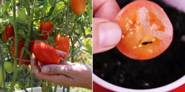 Ele plantou as sementes de tomate de um lanche do McDonald’s e o resultado surpreendeu