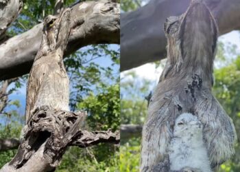 Morador ouve canto estranho no sertão e descobre ave que parece invisível